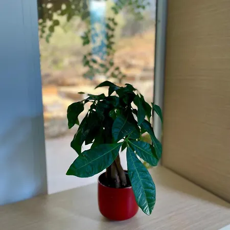 The Secret Nest
